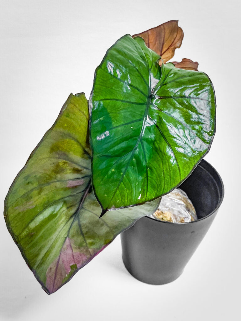 オキボタMAX2025購入品：アロカシア・セレンディピティ・バリエガータ