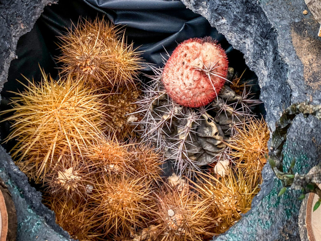 とちぎ花センター多肉とサボ展