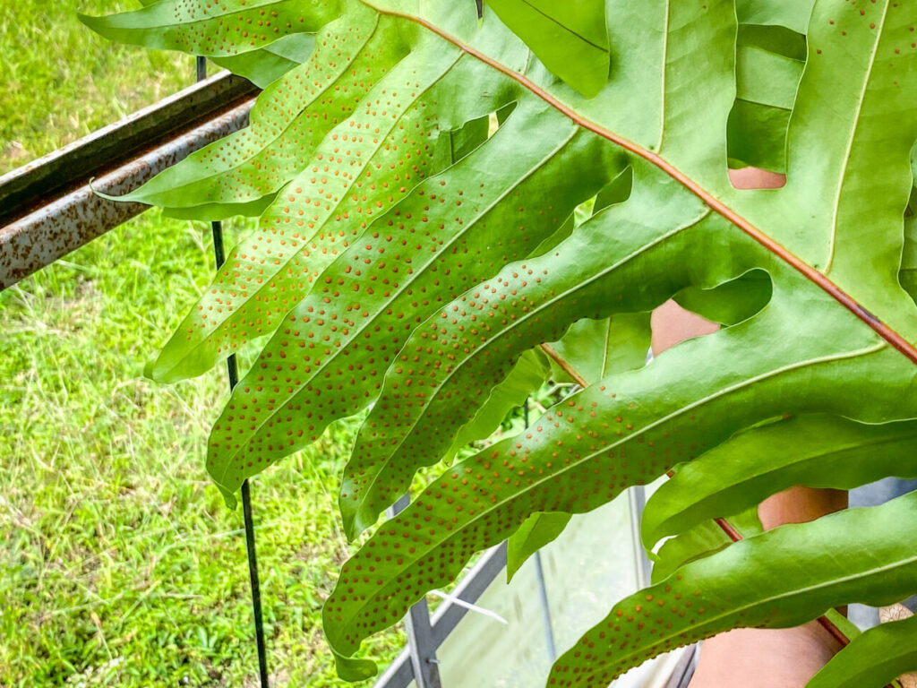 多肉の魔王さんおすすめ品:ドリナリア・クエルシフォリア