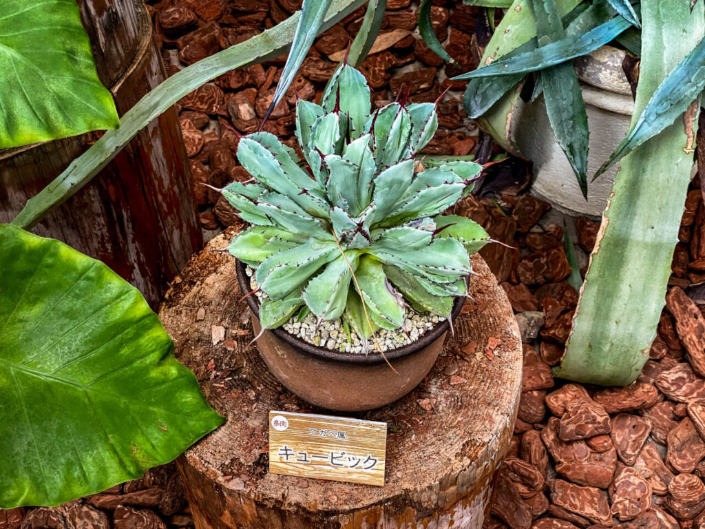 とちぎ花センター多肉とサボ展：アガベ・キュービック