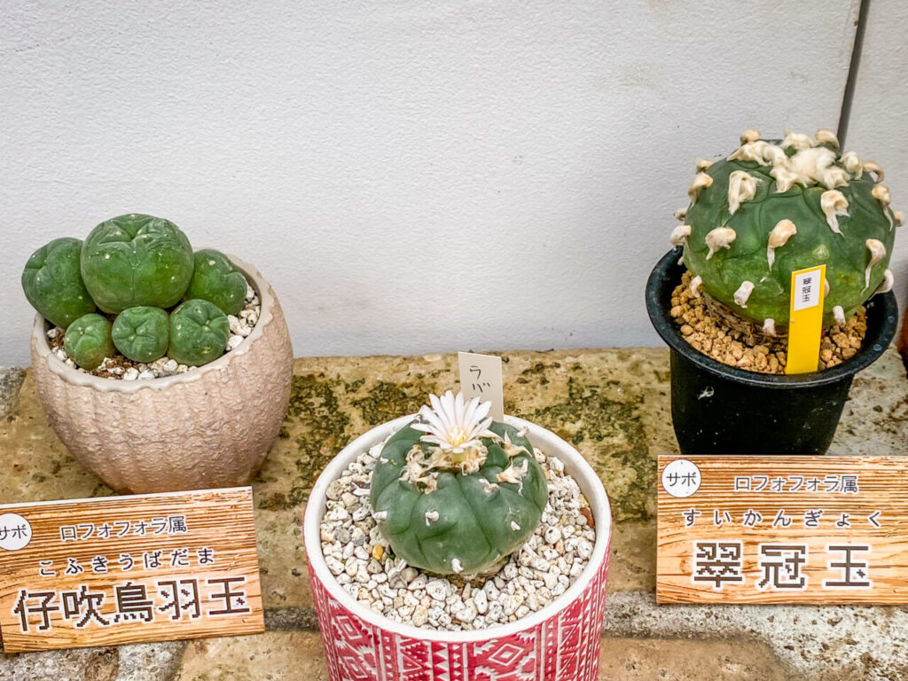 とちぎ花センター多肉とサボ展：ロフォフォラ属
