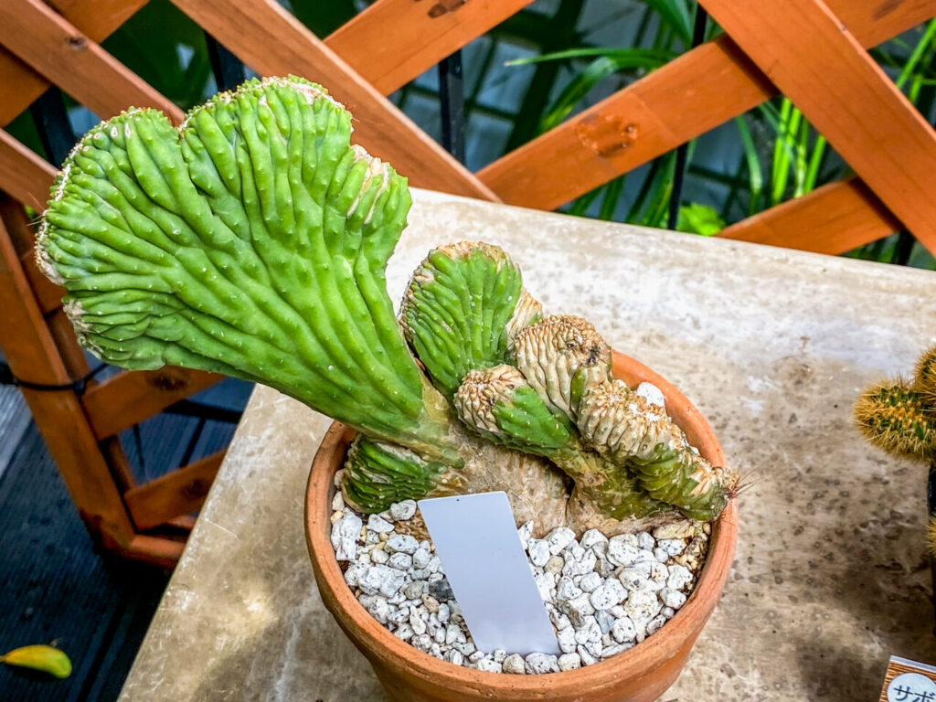 とちぎ花センター多肉とサボ展：ボラスキア・雷神閣綴化