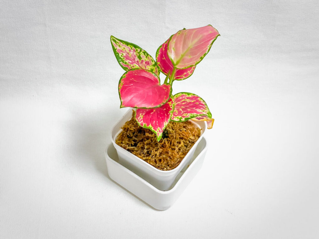 アグラオネマ・アンヤマニーレッド