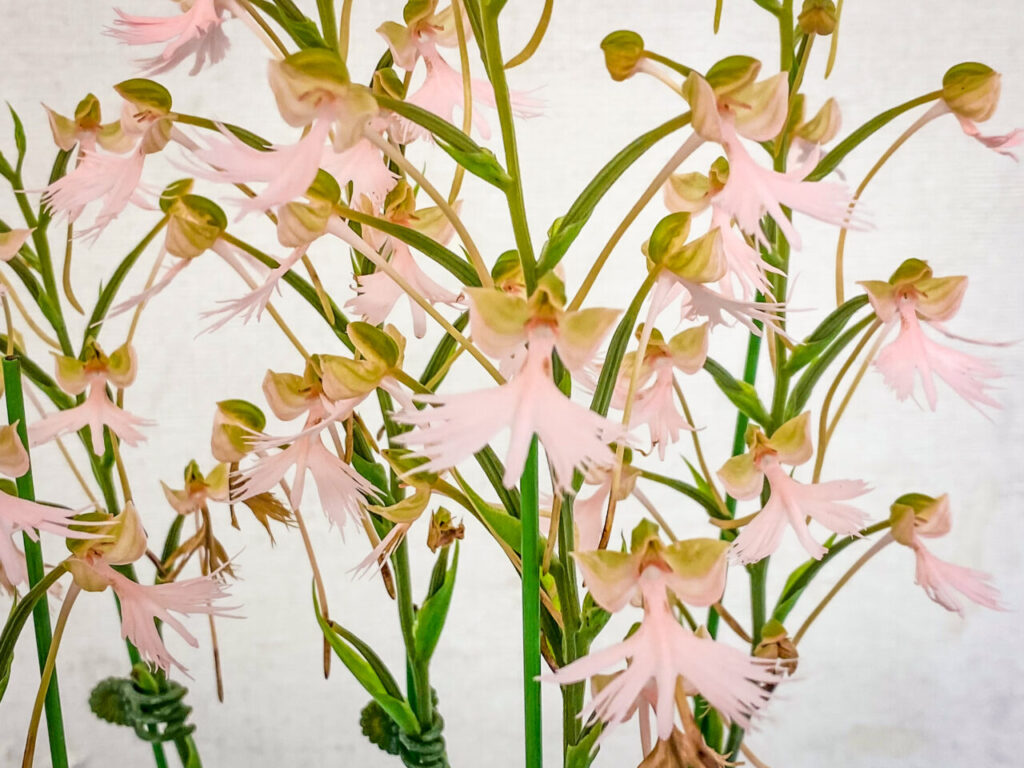 オキボタMAX2025 with ハチクラサイ