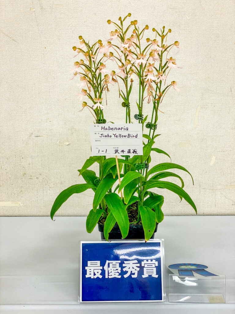 オキボタMAX2025 with ハチクラサイ