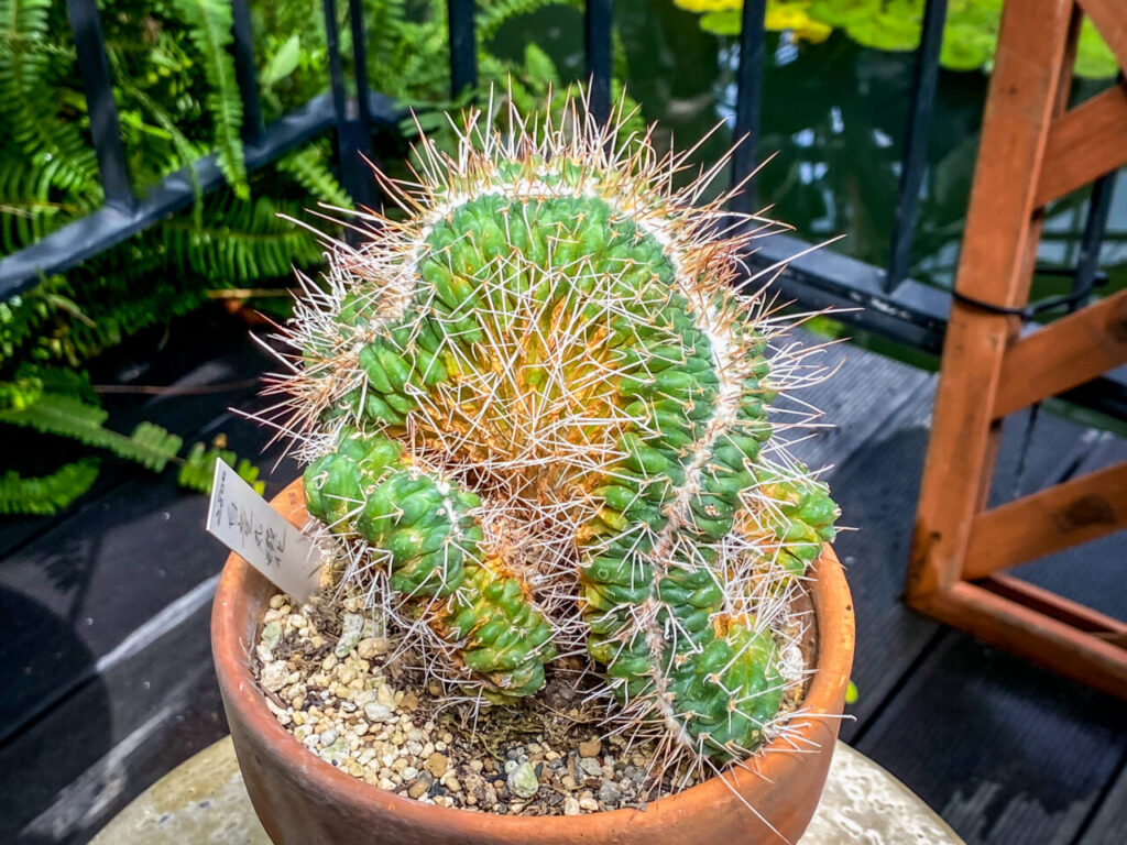 とちぎ花センター多肉とサボ展：マミラリア・白竜丸綴化