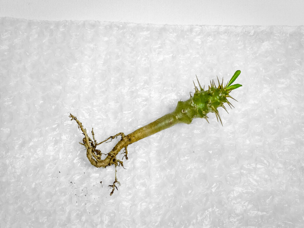 パキポディウム・アンボンゲンセ