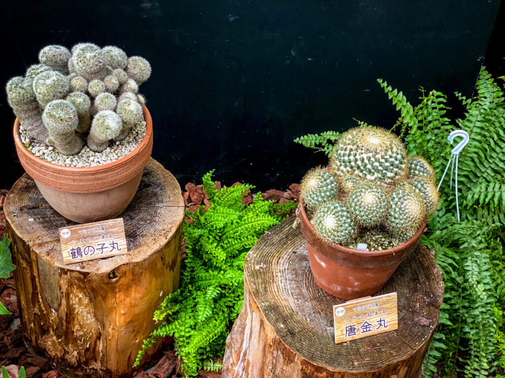 とちぎ花センター多肉とサボ展：マミラリア