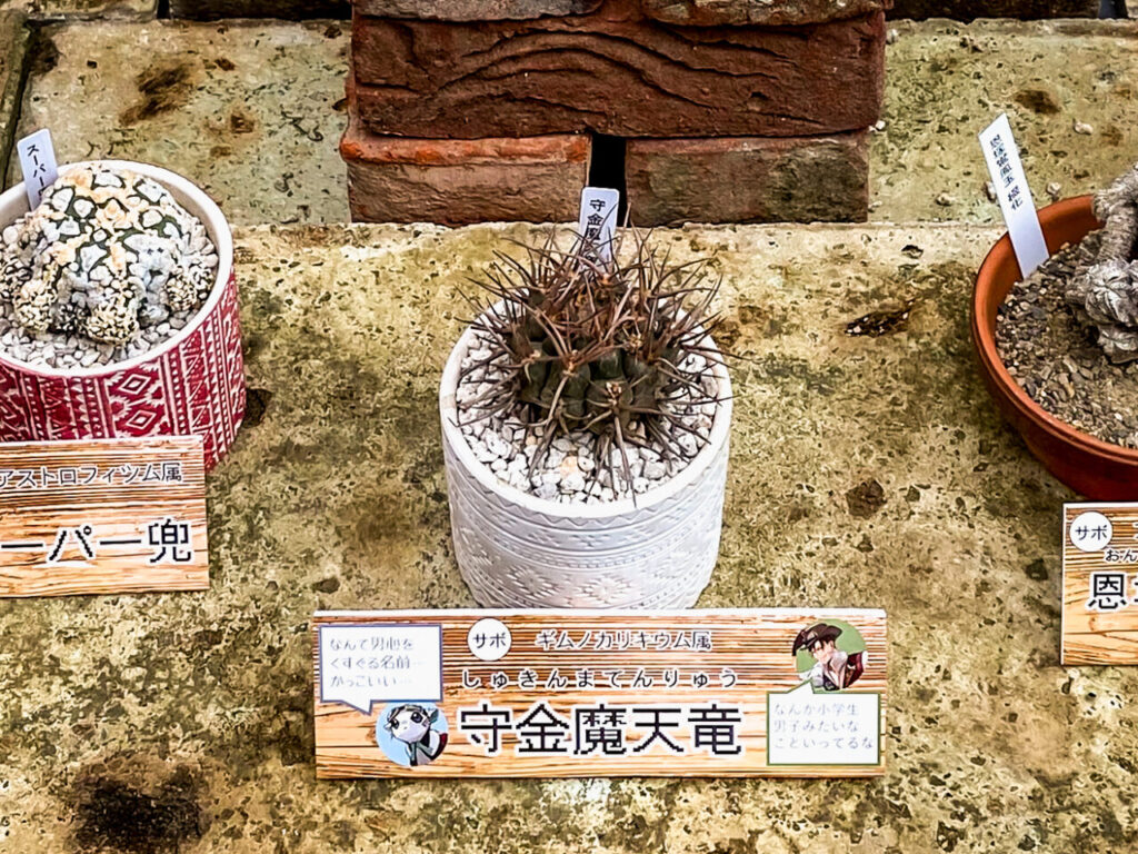 とちぎ花センター多肉とサボ展：ギムノカリキウム・守金魔天竜