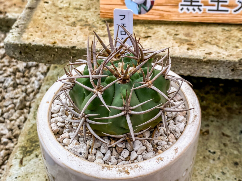 とちぎ花センター多肉とサボ展：ギムノカリキウム・フェロシオール