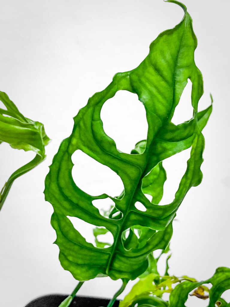 オキボタMAX2025購入品：モンステラ・オブリクア’ペルー’