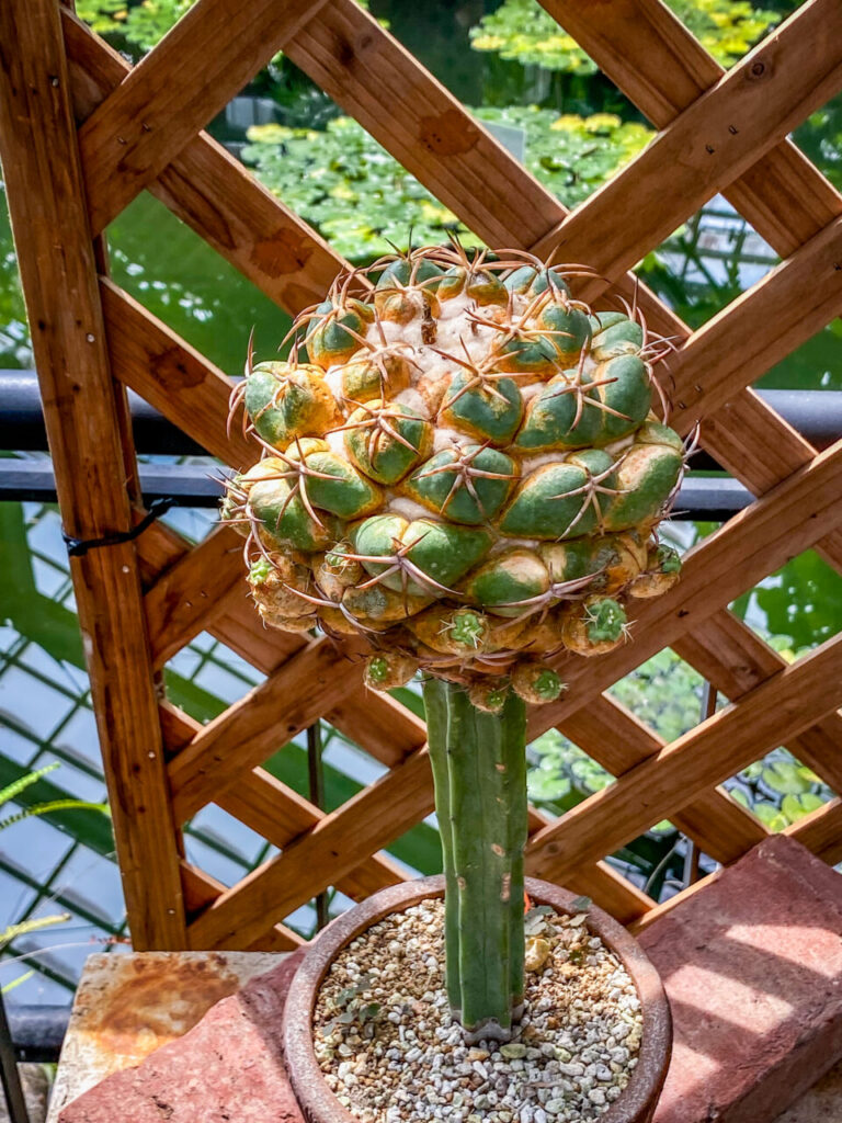 とちぎ花センター多肉とサボ展：コリファンタ・象牙丸