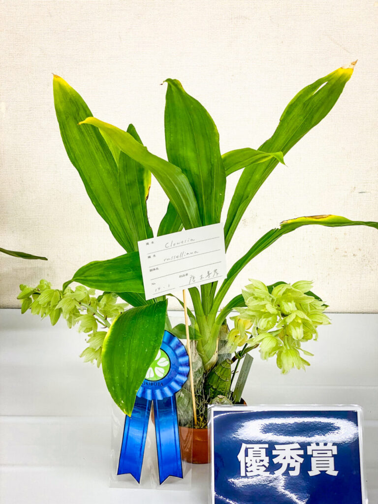 オキボタMAX2025 with ハチクラサイ