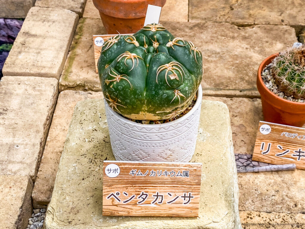 とちぎ花センター多肉とサボ展：ギムノカリキウム・ペンタカンサ（海王丸では？）