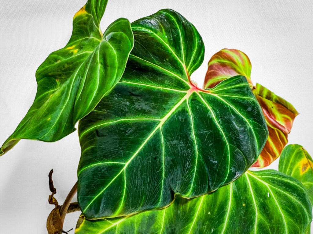 オキボタMAXおかわり：フィロデンドロン・ベルコーサム’ハミングバード’