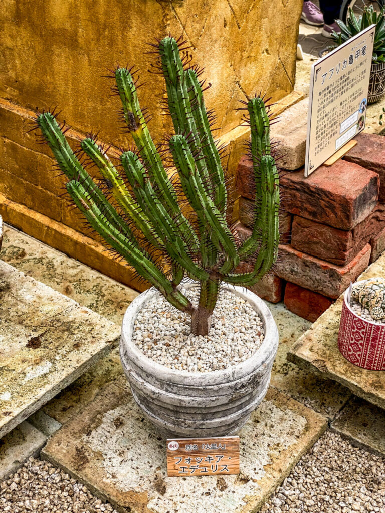 とちぎ花センター多肉とサボ展：ユーフォルビア・紅彩閣