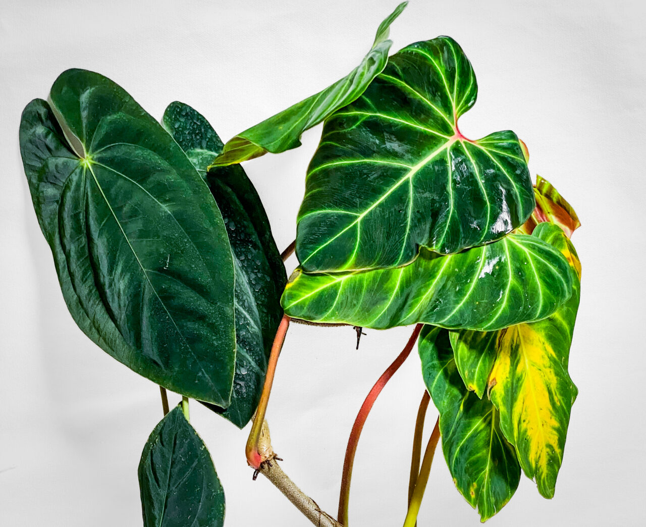 オキボタMAXおかわり購入品