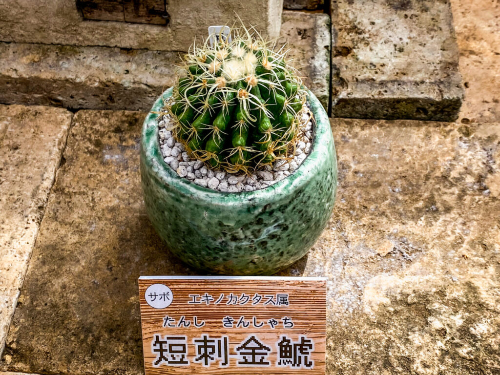 とちぎ花センター多肉とサボ展：クロエンレイニア・短刺（狂刺？）金鯱
