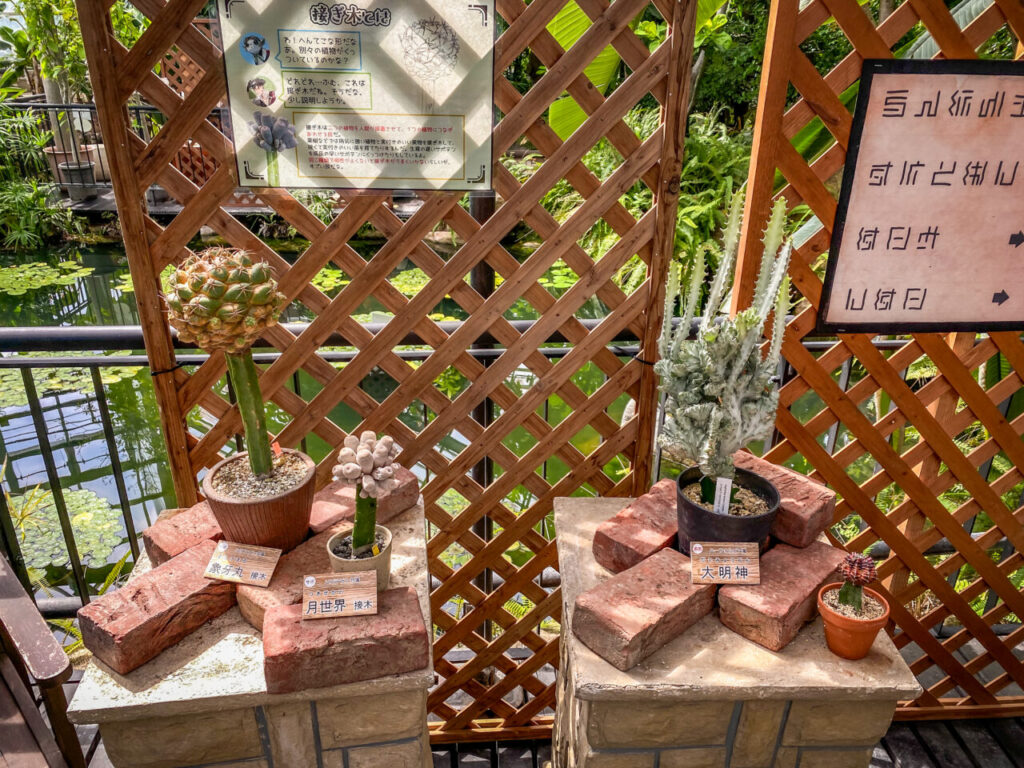 とちぎ花センター多肉とサボ展：接ぎ木されたサボテンとユーフォルビア