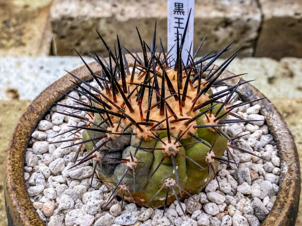 とちぎ花センター多肉とサボ展：コピアポア・黒王丸