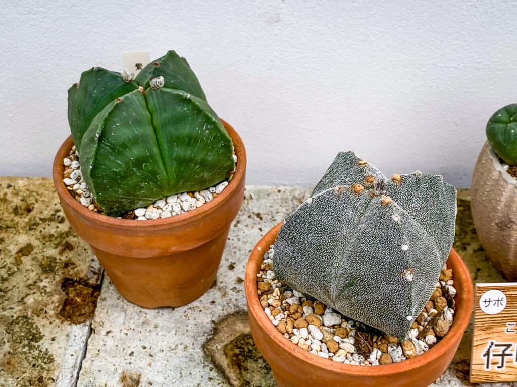 とちぎ花センター多肉とサボ展：四角鸞鳳玉