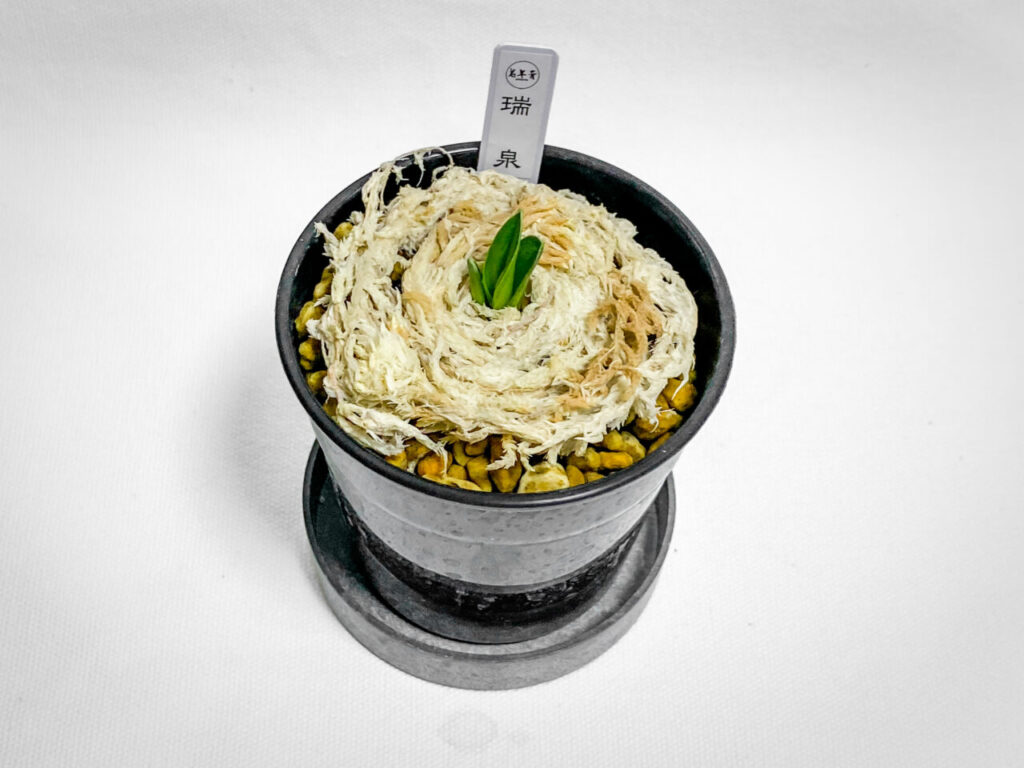 オキボタMAXおかわり：オモト・瑞泉