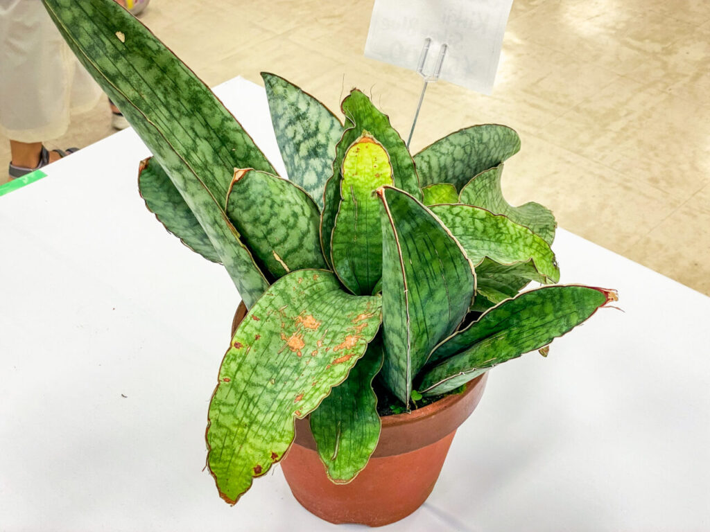 オキボタMAX：サンセベリア・キルキー’シルバーブルー’