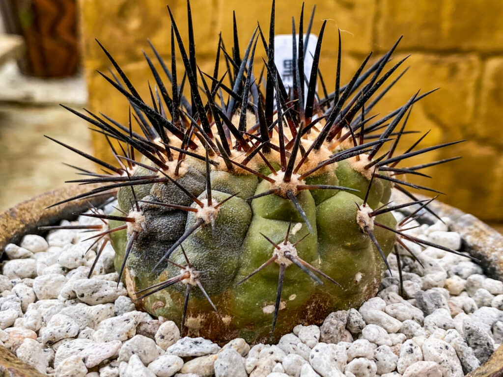 とちぎ花センター多肉とサボ展：コピアポア・黒王丸