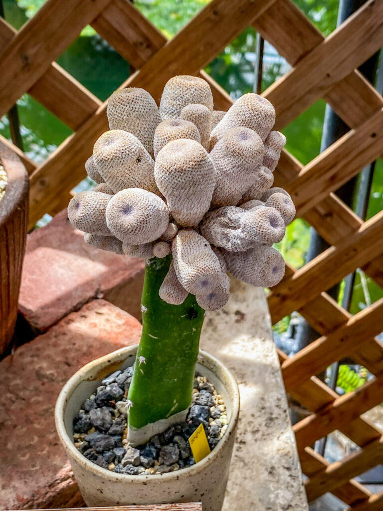 とちぎ花センター多肉とサボ展：エピテランセ・月世界