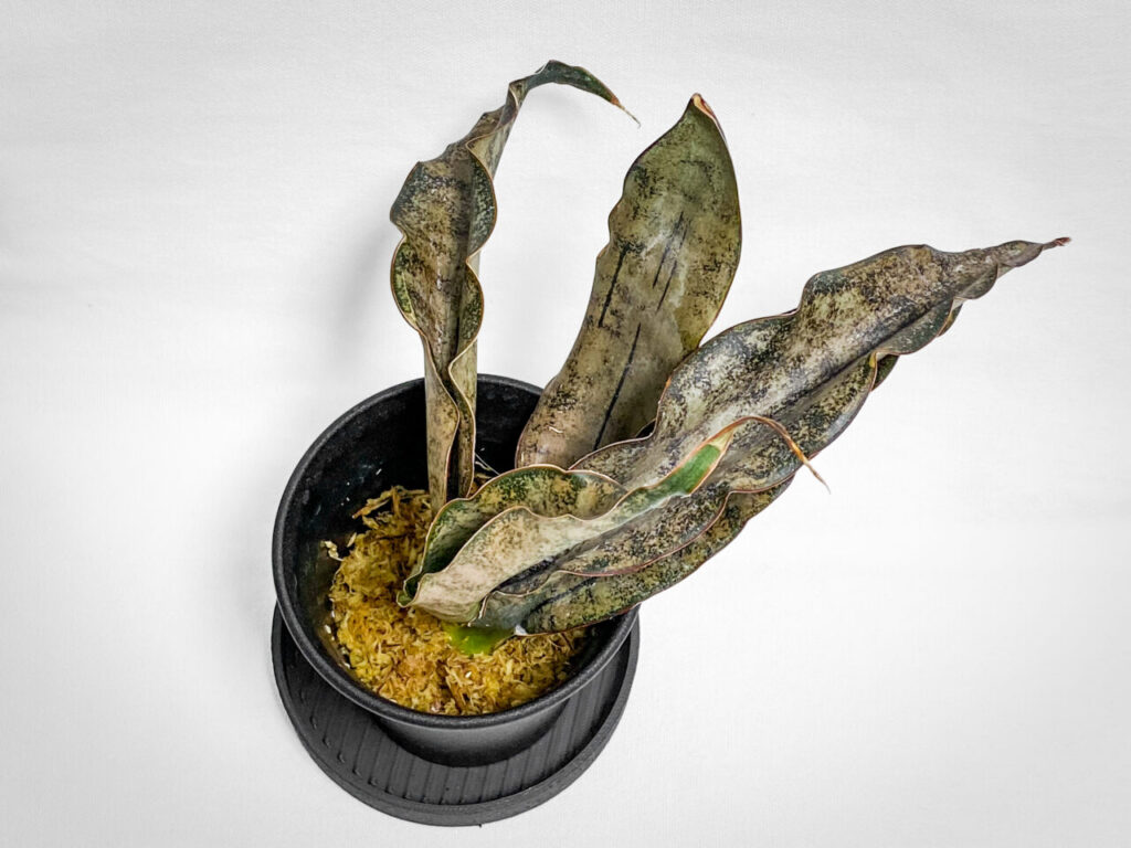 サンセベリア・キルキー・プルクラ’コパトーン’