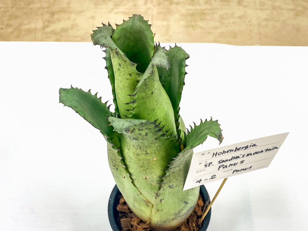 オキボタMAX2025 with ハチクラサイ