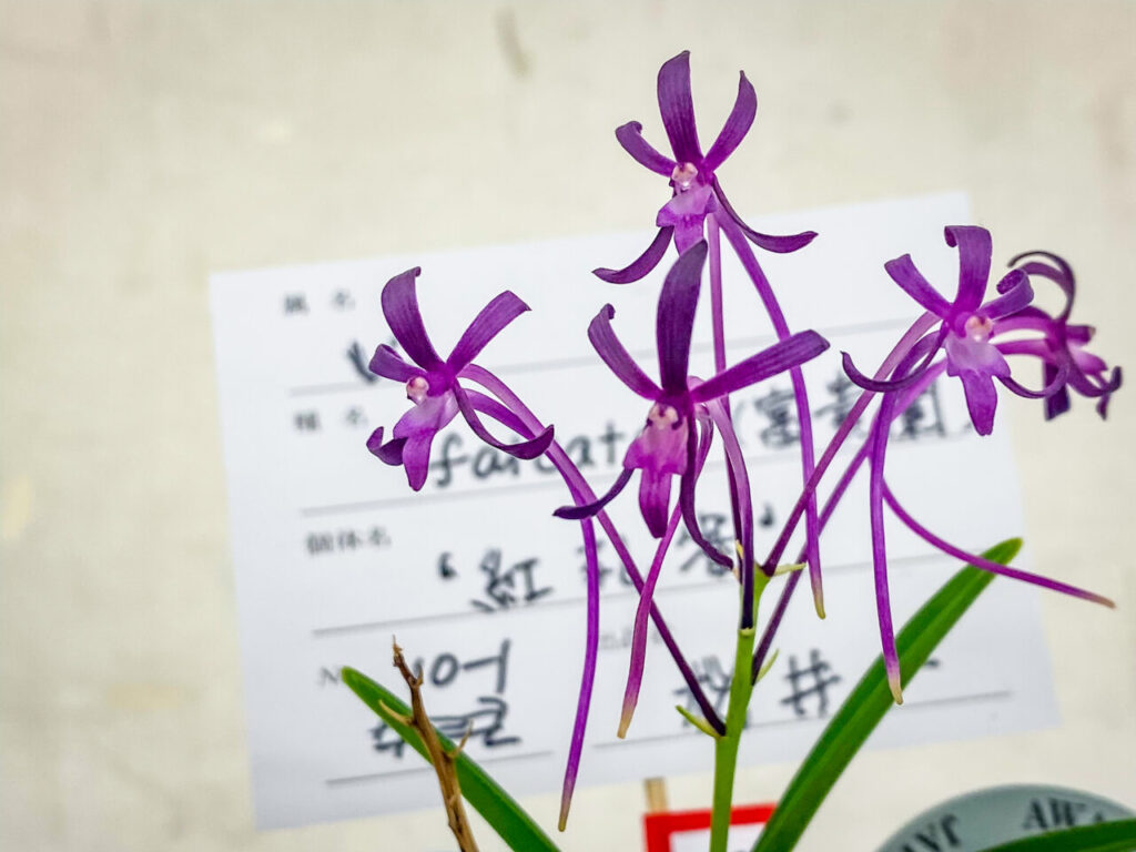 オキボタMAX2025 with ハチクラサイ