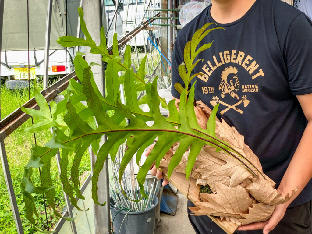 多肉の魔王さんおすすめ品:ドリナリア・クエルシフォリア