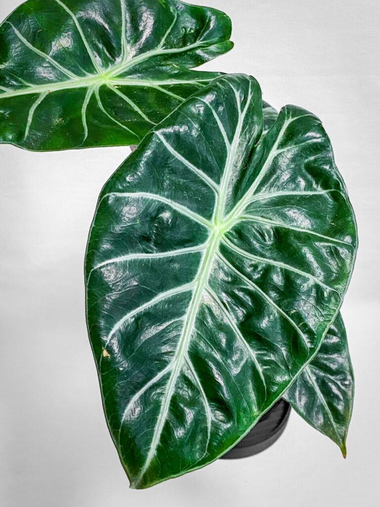 アロカシア・ナイロビナイツ