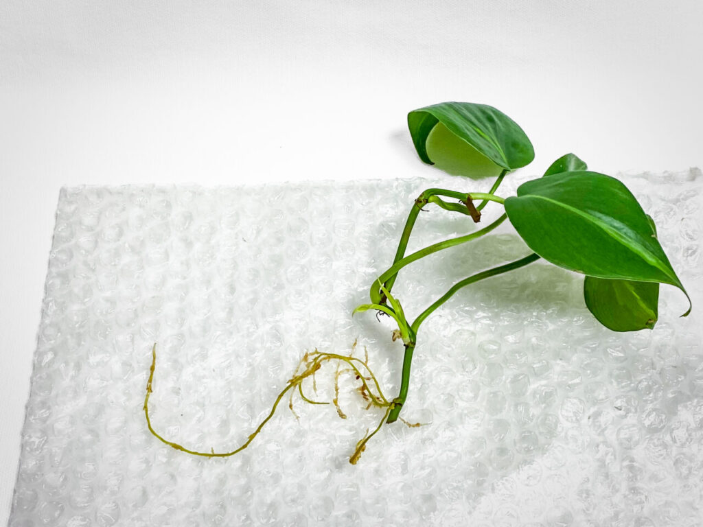 フィロデンドロン・’ブラジル’