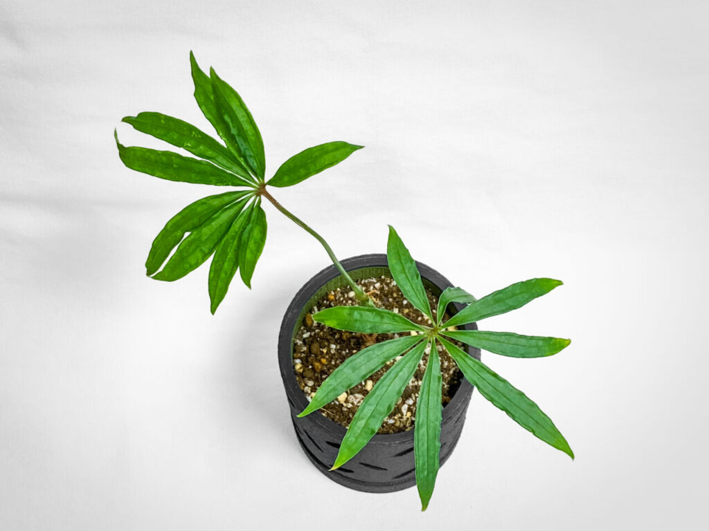 アンスリウム・ポリスキスツム