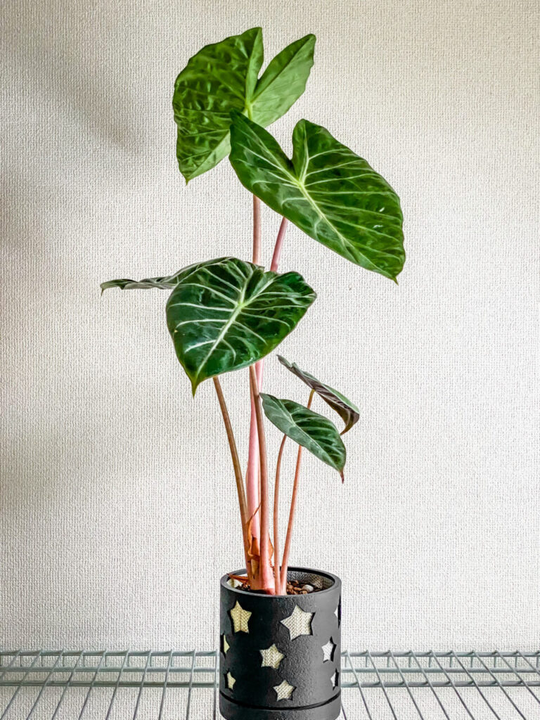 アロカシア・ナイロビナイツ