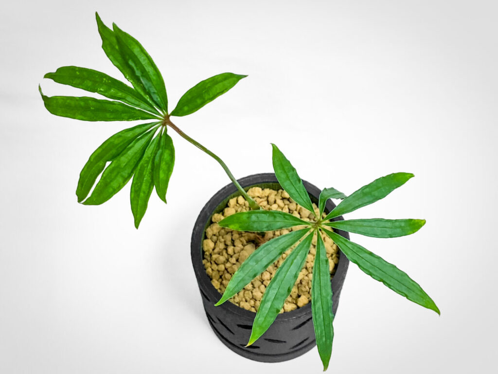 アンスリウム・ポリスキスツム