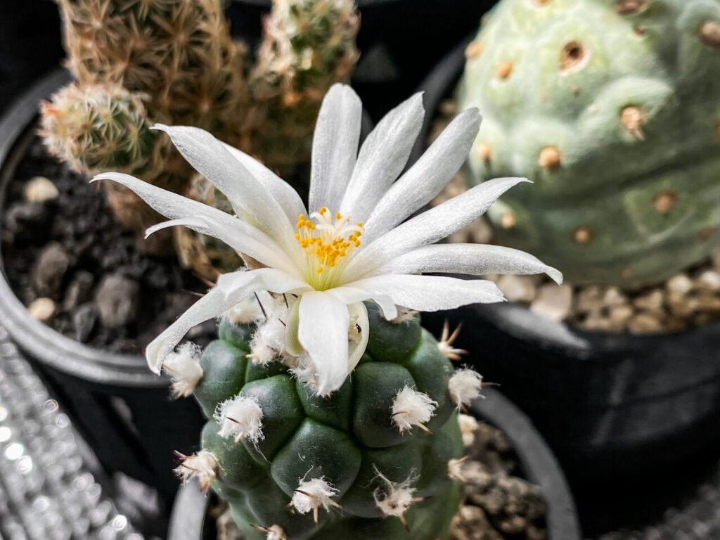 ツルビニカルプス・ロフォフォロイデス