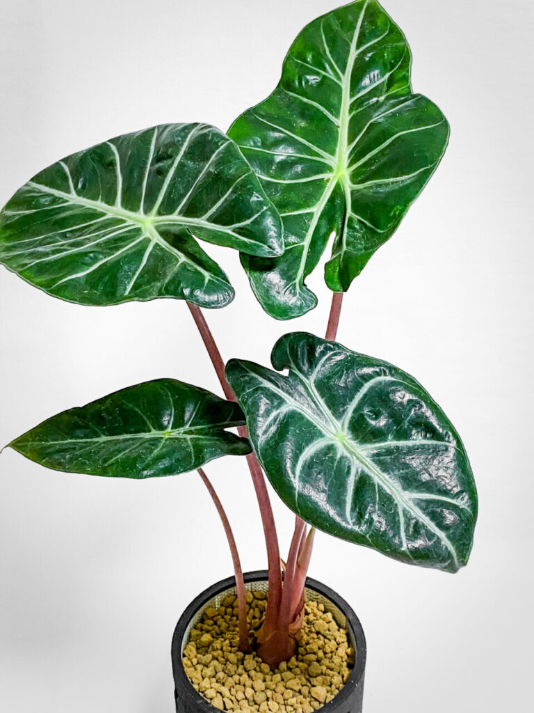 アロカシア・ナイロビナイツ