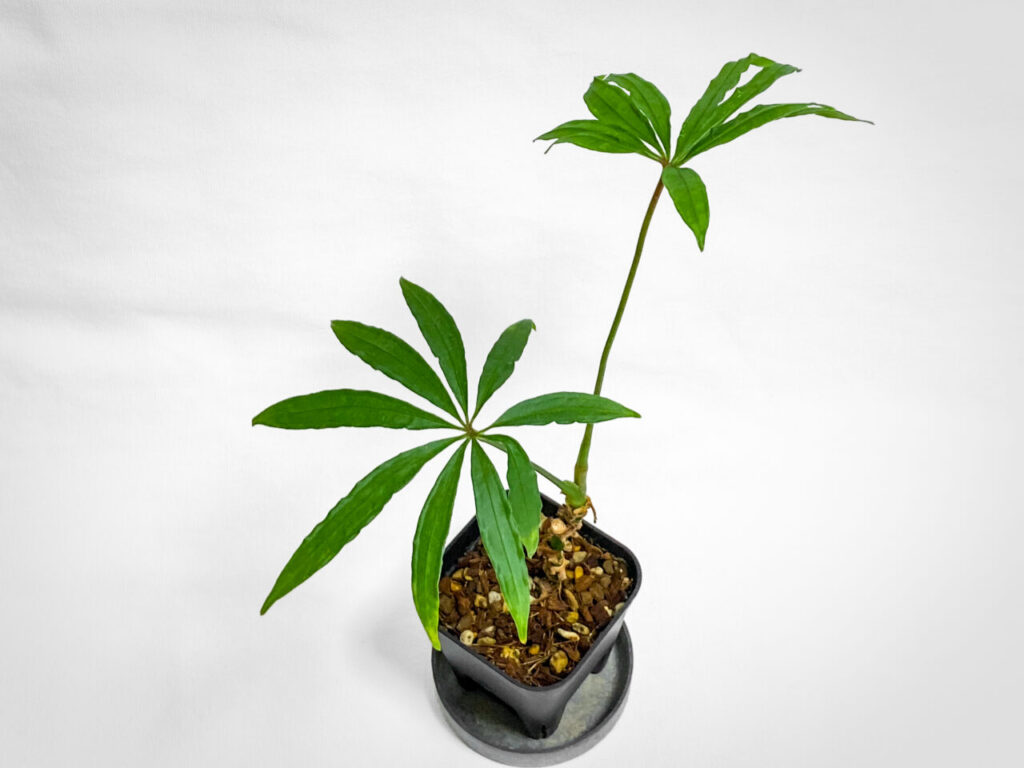 アンスリウム・ポリスキスツム