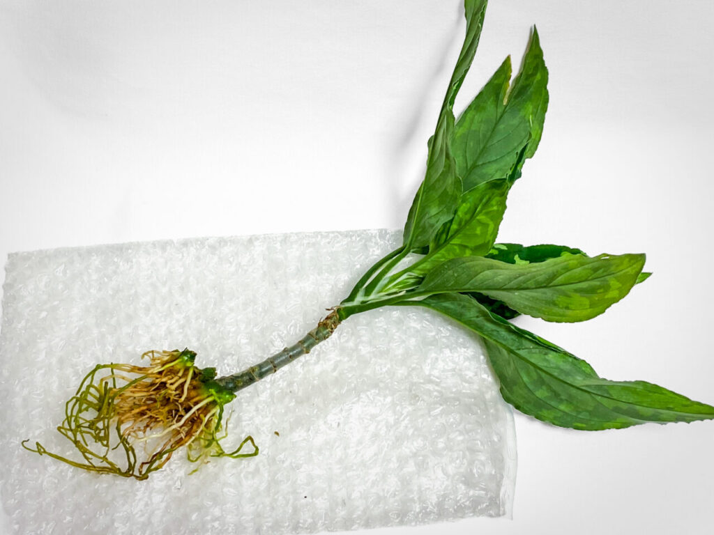 アグラオネマ・ピクタム’トリカラーワイド’