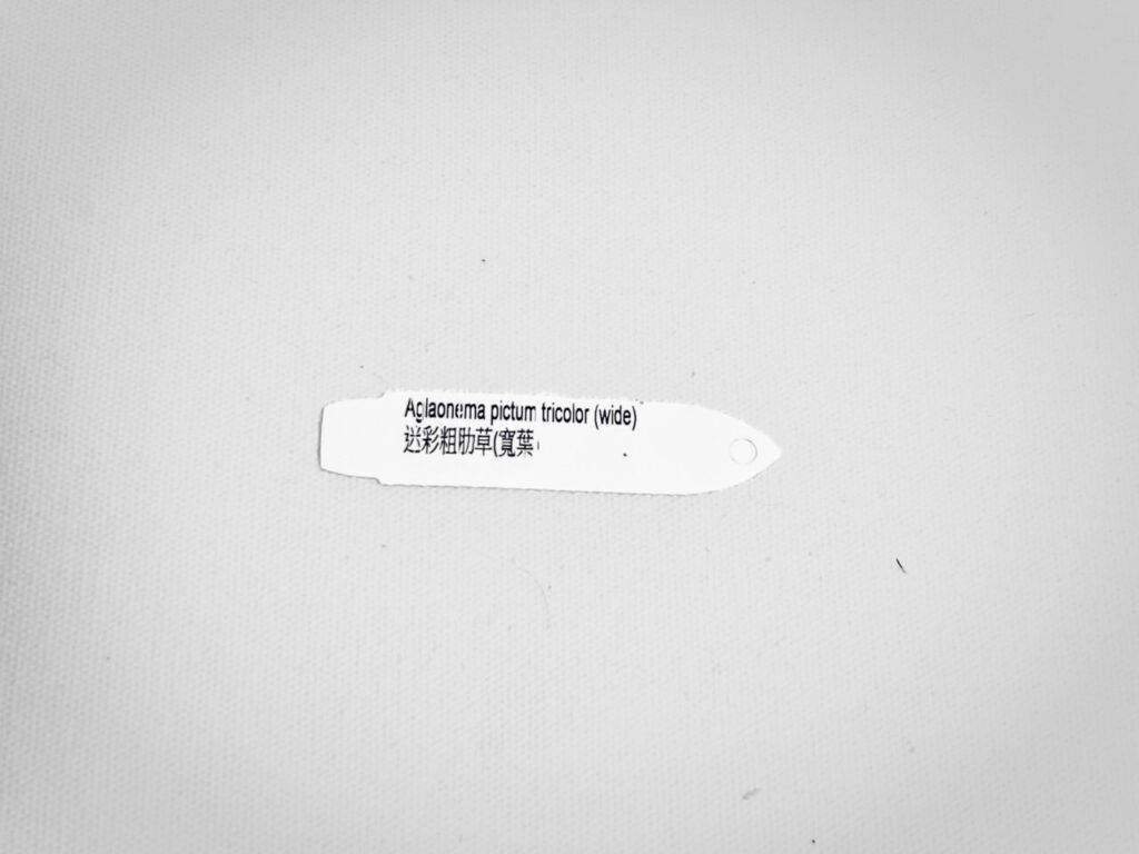 アグラオネマ・ピクタム’トリカラーワイド’