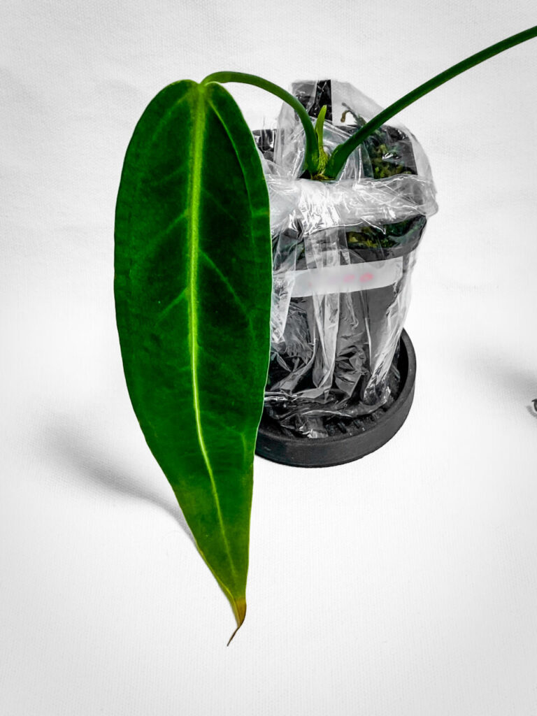 第3回草乱祭購入品:アンスリウム・ワロクアナム