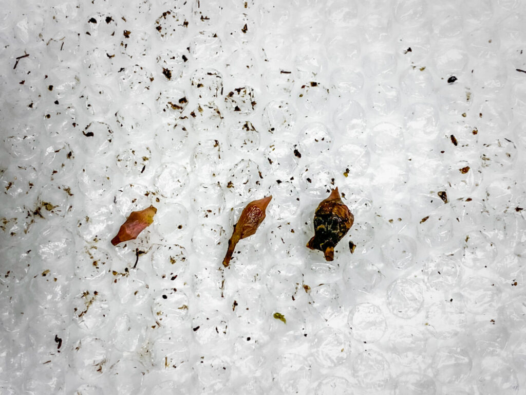 アロカシア・ナイロビナイツ