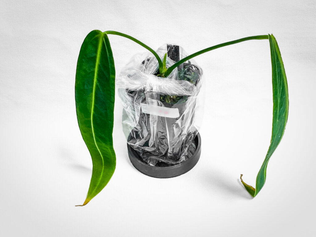 第3回草乱祭購入品:アンスリウム・ワロクアナム