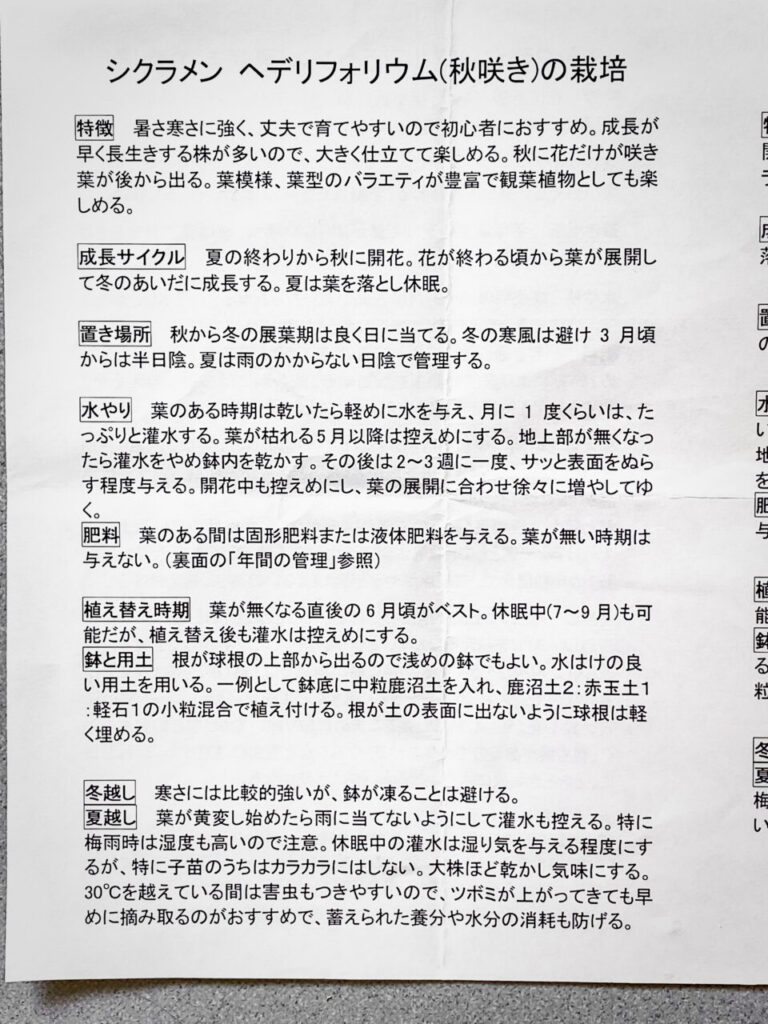 シクラメン・ヘデリフォリウムの栽培方法