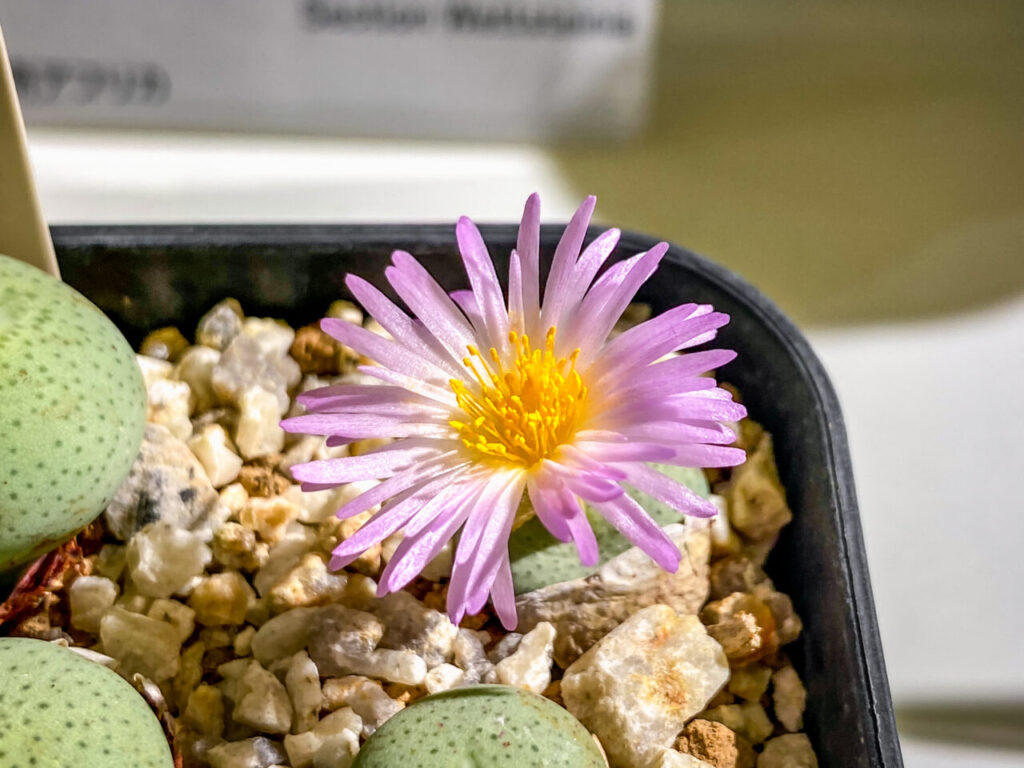 育てる宝石コノフィツム展