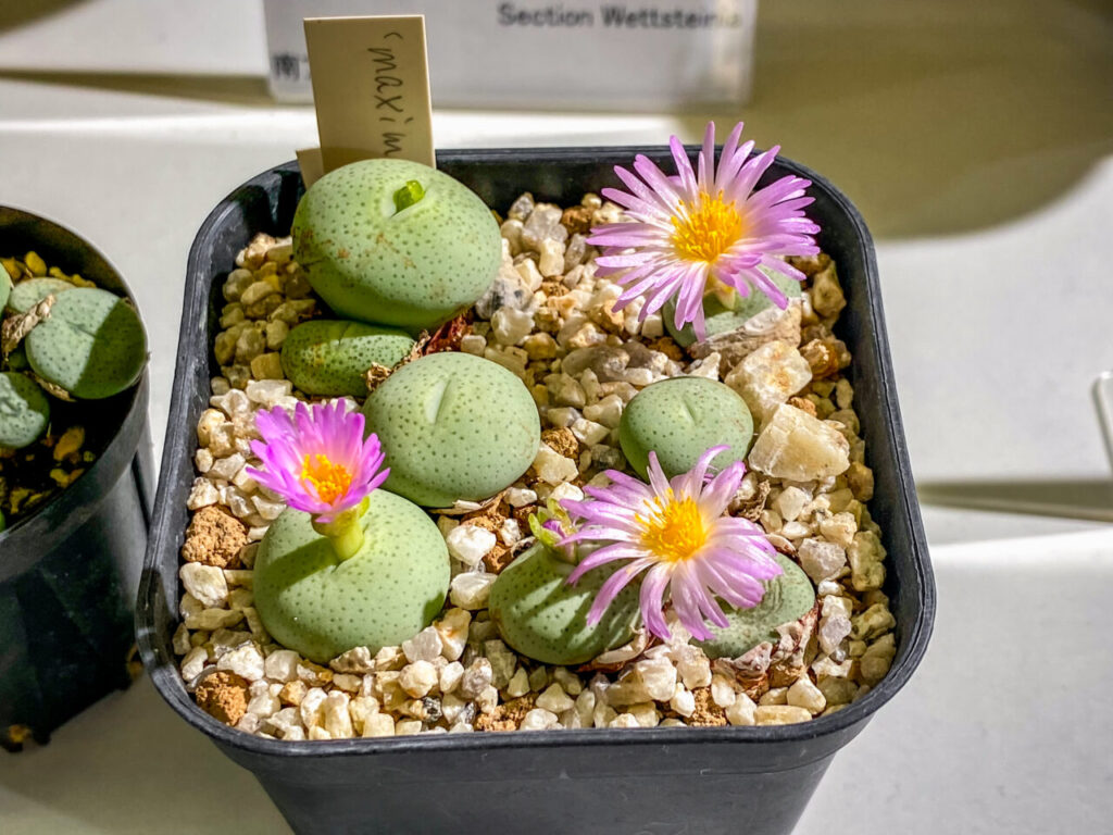 育てる宝石コノフィツム展