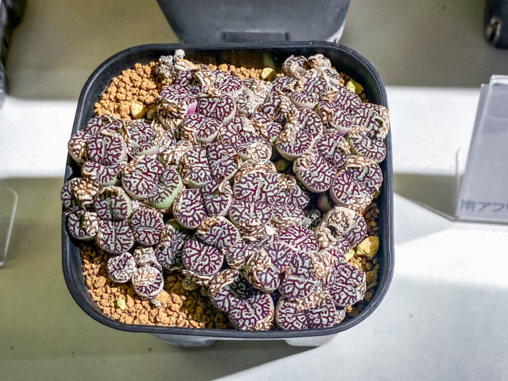 育てる宝石コノフィツム展